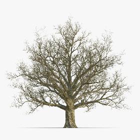 Red Oak Old Tree Winter